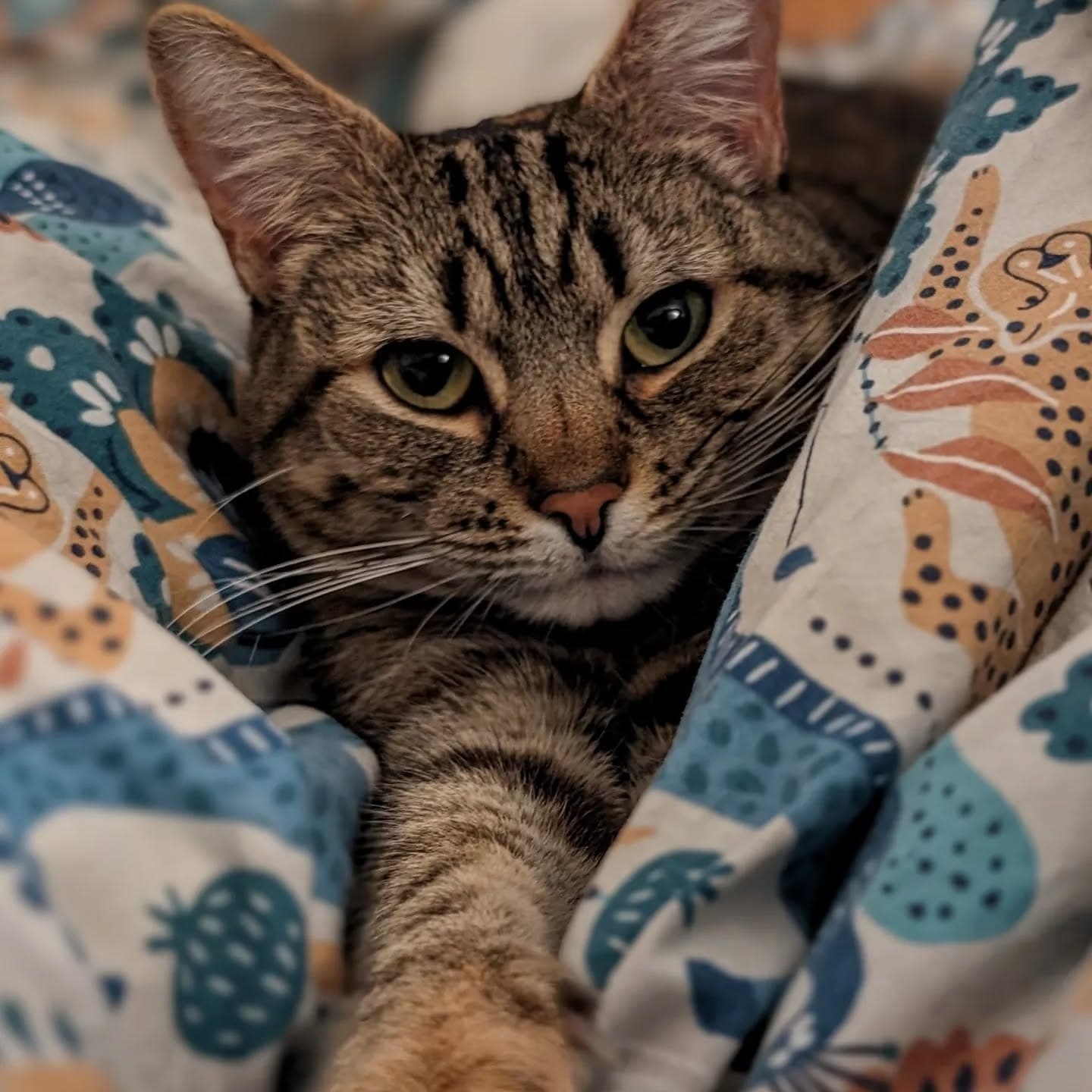 Second favourite cat.